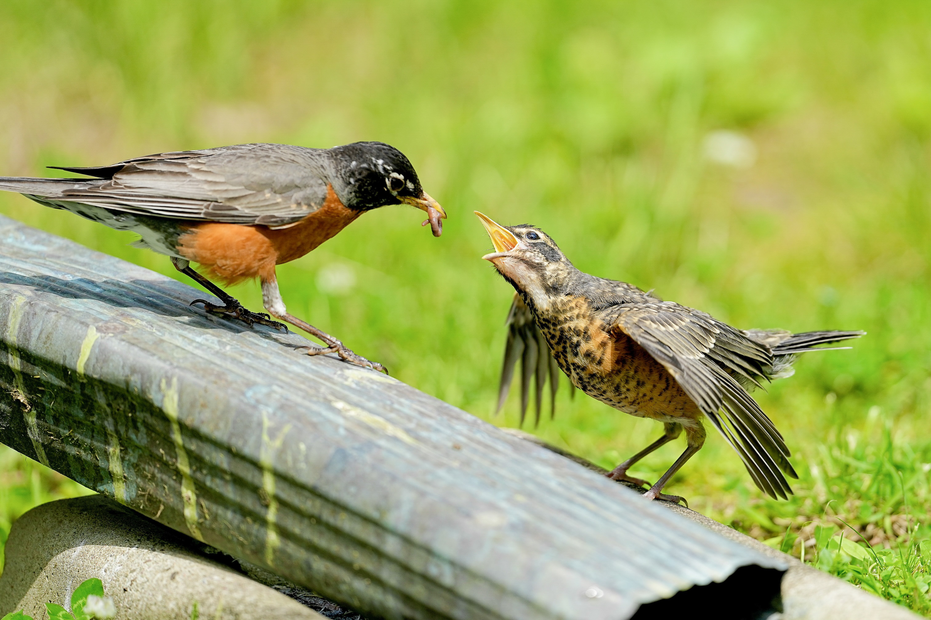 Animals and Their Young